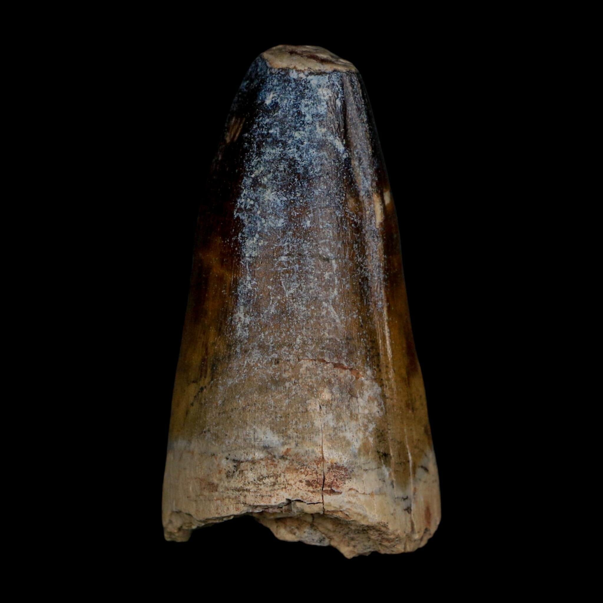 2.3" Sarcosuchus Imperator Crocodile Fossil Tooth Elrhaz FM Cretaceous Niger COA - Fossil Age Minerals