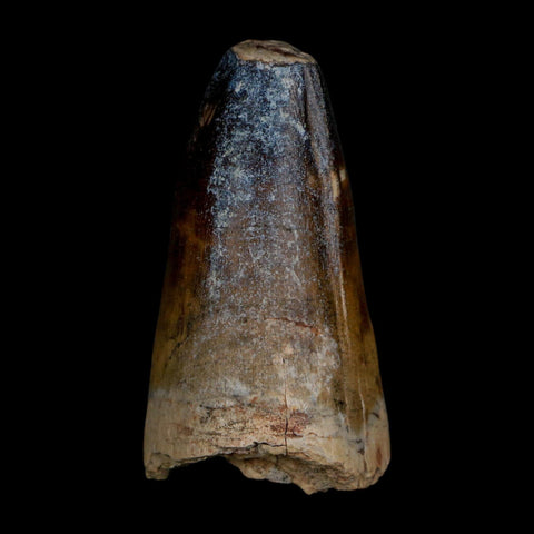 2.3" Sarcosuchus Imperator Crocodile Fossil Tooth Elrhaz FM Cretaceous Niger COA
