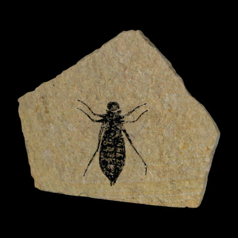 0.8" Dragonfly Larvae Fossil Libellula Doris Plate Upper Miocene Piedmont Italy Display - Fossil Age Minerals