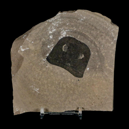 1.7" Eurypterus Sea Scorpion Fossil Eurypterid Silurian 420 Mil Yrs Old New York Stand