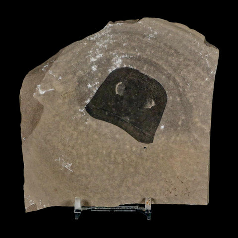 1.7" Eurypterus Sea Scorpion Fossil Eurypterid Silurian 420 Mil Yrs Old New York Stand - Fossil Age Minerals