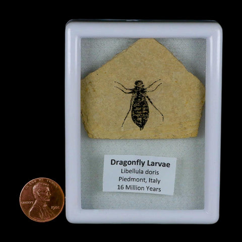 0.8" Dragonfly Larvae Fossil Libellula Doris Plate Upper Miocene Piedmont Italy Display - Fossil Age Minerals