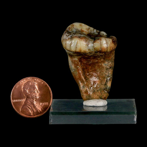 1.5" Extinct Cave Bear Ursus Spelaeus Pre-Molar Tooth Rooted Pleistocene Age COA