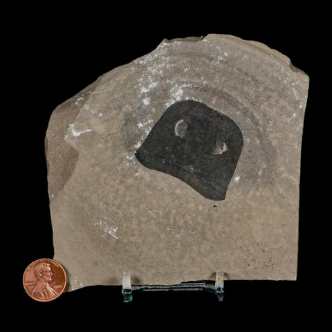 1.7" Eurypterus Sea Scorpion Fossil Eurypterid Silurian 420 Mil Yrs Old New York Stand - Fossil Age Minerals