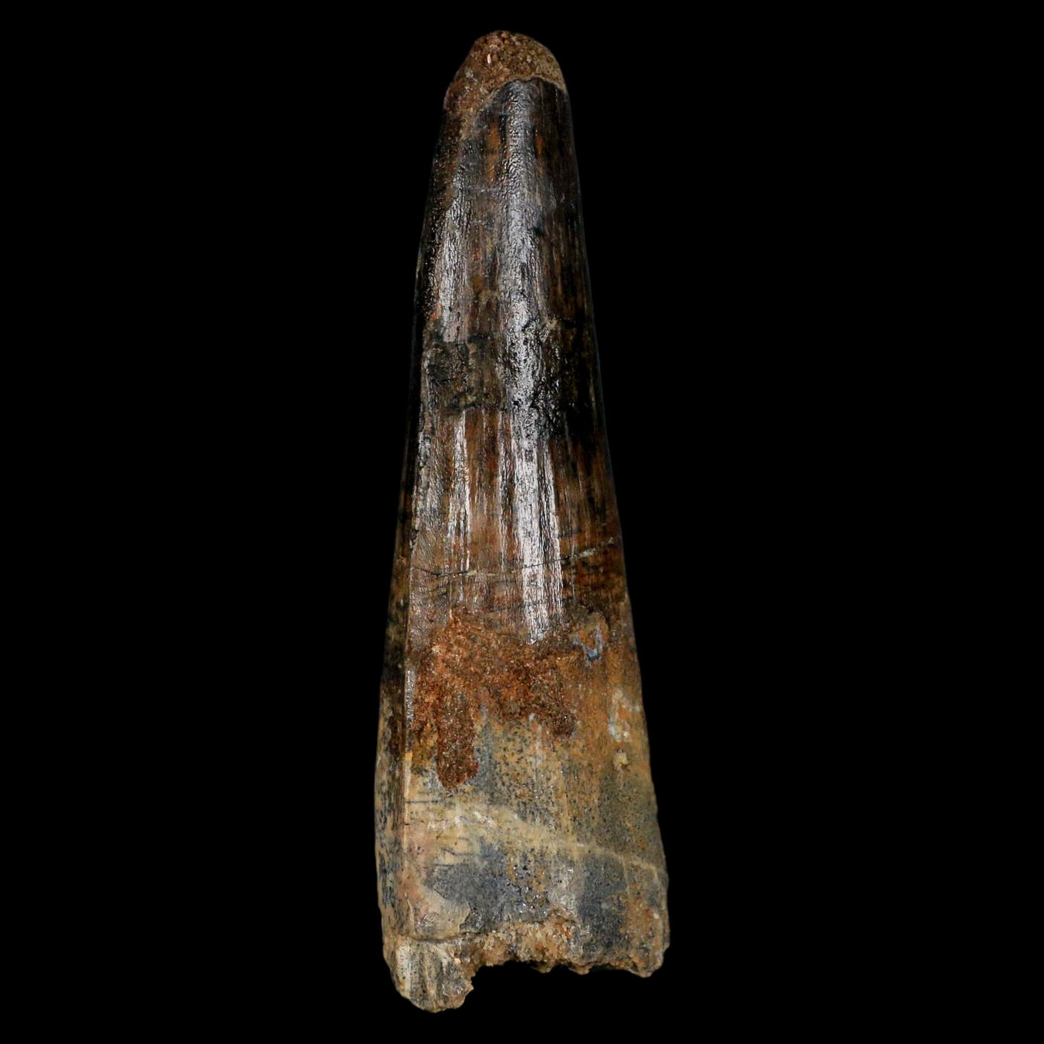 XL 3.2" Spinosaurus Fossil Tooth 100 Million Years Old Cretaceous Dinosaur COA - Fossil Age Minerals