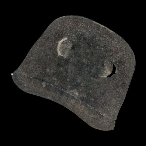 1.7" Eurypterus Sea Scorpion Fossil Eurypterid Silurian 420 Mil Yrs Old New York Stand - Fossil Age Minerals