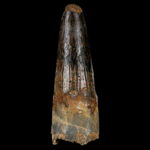 XL 3.2" Spinosaurus Fossil Tooth 100 Million Years Old Cretaceous Dinosaur COA - Fossil Age Minerals