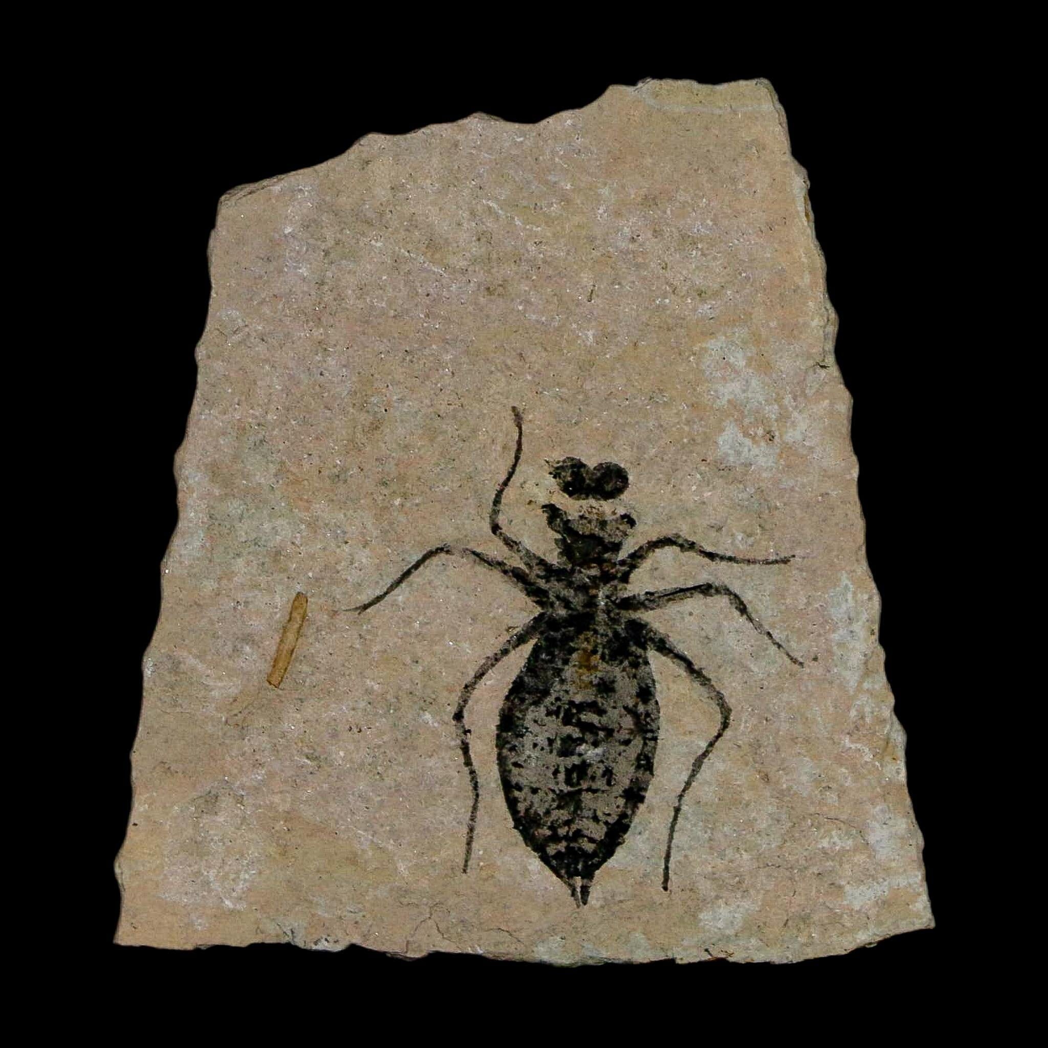 1" Dragonfly Larvae Fossil Libellula Doris Plate Upper Miocene Piedmont Italy Display - Fossil Age Minerals