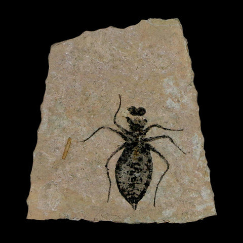 1" Dragonfly Larvae Fossil Libellula Doris Plate Upper Miocene Piedmont Italy Display - Fossil Age Minerals