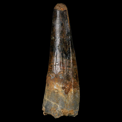 XL 3.2" Spinosaurus Fossil Tooth 100 Million Years Old Cretaceous Dinosaur COA - Fossil Age Minerals