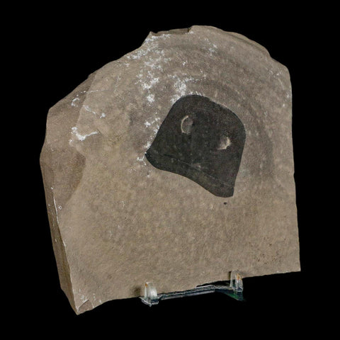 1.7" Eurypterus Sea Scorpion Fossil Eurypterid Silurian 420 Mil Yrs Old New York Stand - Fossil Age Minerals