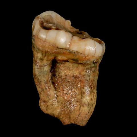 1.4" Extinct Cave Bear Ursus Spelaeus Pre-Molar Tooth Rooted Pleistocene Age COA