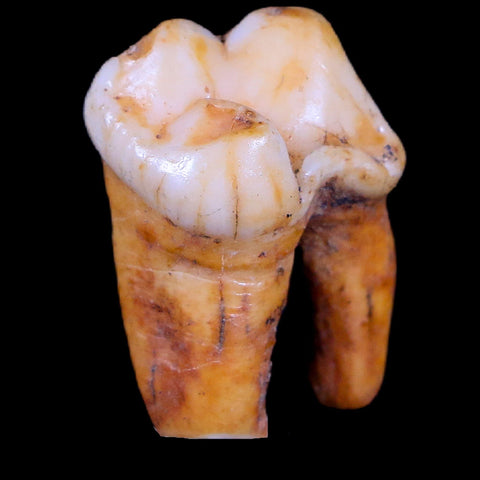 1" Extinct Cave Bear Ursus Spelaeus Pre-Molar Tooth Rooted Pleistocene Age COA - Fossil Age Minerals