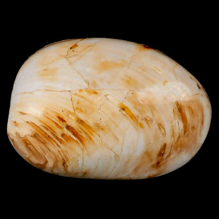 2.7" Clam Fossil Polished Jurassic Madagascar Bivalve Mollusk 150 Million Years Old