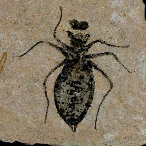 1" Dragonfly Larvae Fossil Libellula Doris Plate Upper Miocene Piedmont Italy Display - Fossil Age Minerals