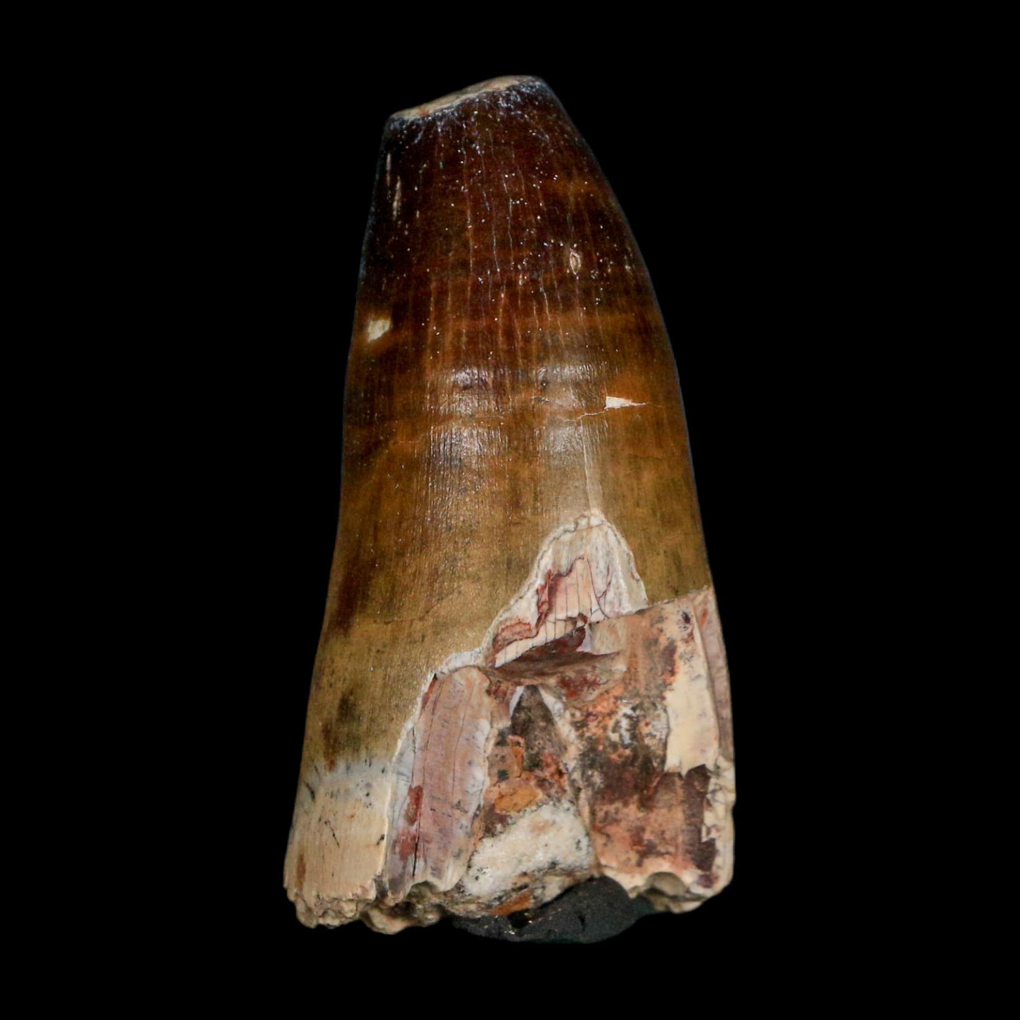 2.3" Sarcosuchus Imperator Crocodile Fossil Tooth Elrhaz FM Cretaceous Niger COA - Fossil Age Minerals