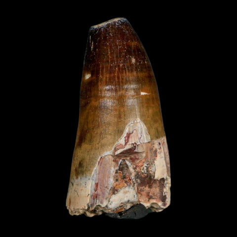 2.3" Sarcosuchus Imperator Crocodile Fossil Tooth Elrhaz FM Cretaceous Niger COA