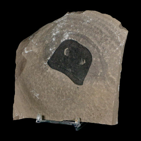 1.7" Eurypterus Sea Scorpion Fossil Eurypterid Silurian 420 Mil Yrs Old New York Stand - Fossil Age Minerals