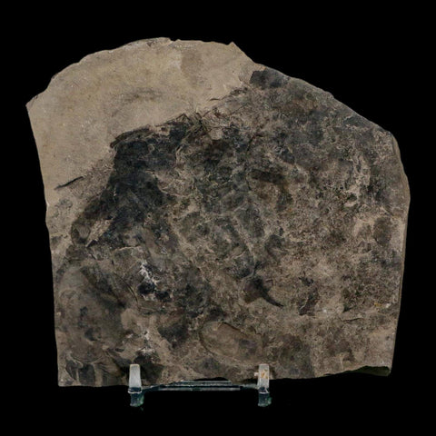 1.7" Eurypterus Sea Scorpion Fossil Eurypterid Silurian 420 Mil Yrs Old New York Stand - Fossil Age Minerals