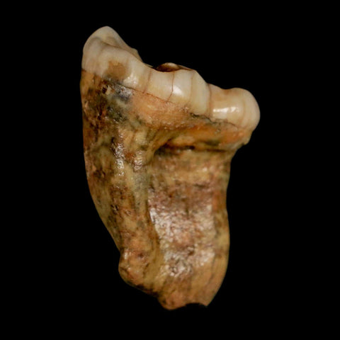 1.4" Extinct Cave Bear Ursus Spelaeus Pre-Molar Tooth Rooted Pleistocene Age COA