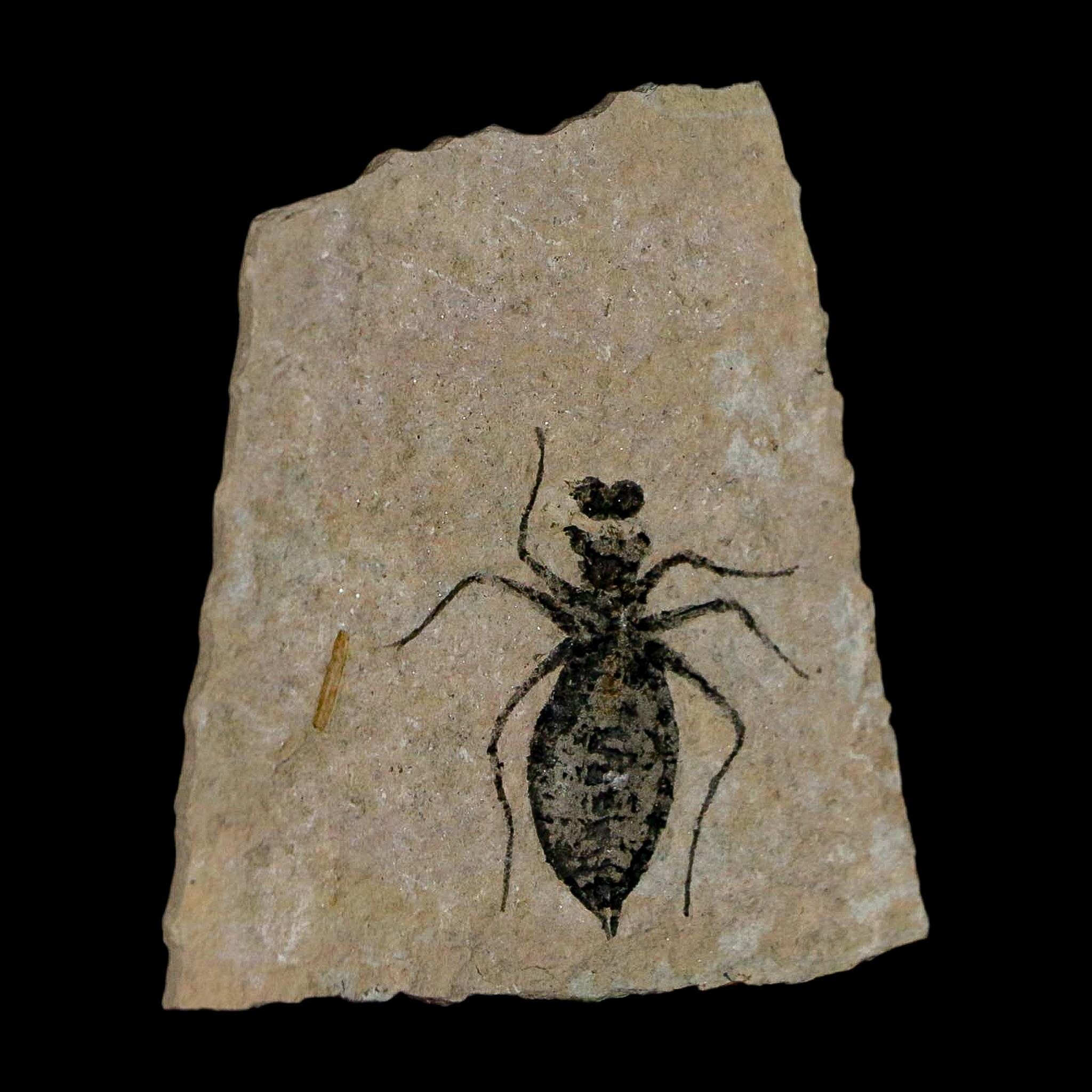 1" Dragonfly Larvae Fossil Libellula Doris Plate Upper Miocene Piedmont Italy Display - Fossil Age Minerals