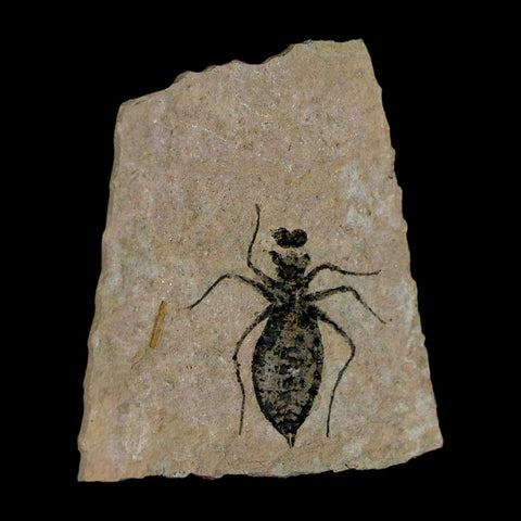 1" Dragonfly Larvae Fossil Libellula Doris Plate Upper Miocene Piedmont Italy Display - Fossil Age Minerals