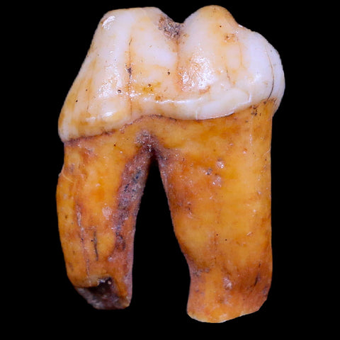 1" Extinct Cave Bear Ursus Spelaeus Pre-Molar Tooth Rooted Pleistocene Age COA - Fossil Age Minerals