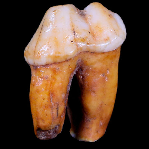 1" Extinct Cave Bear Ursus Spelaeus Pre-Molar Tooth Rooted Pleistocene Age COA - Fossil Age Minerals