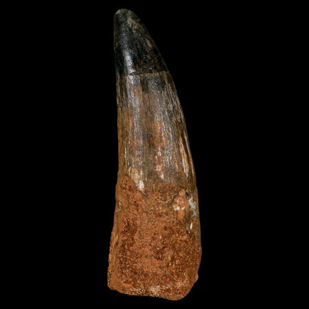 XL 3.4" Spinosaurus Fossil Tooth 100 Million Years Old Cretaceous Dinosaur COA