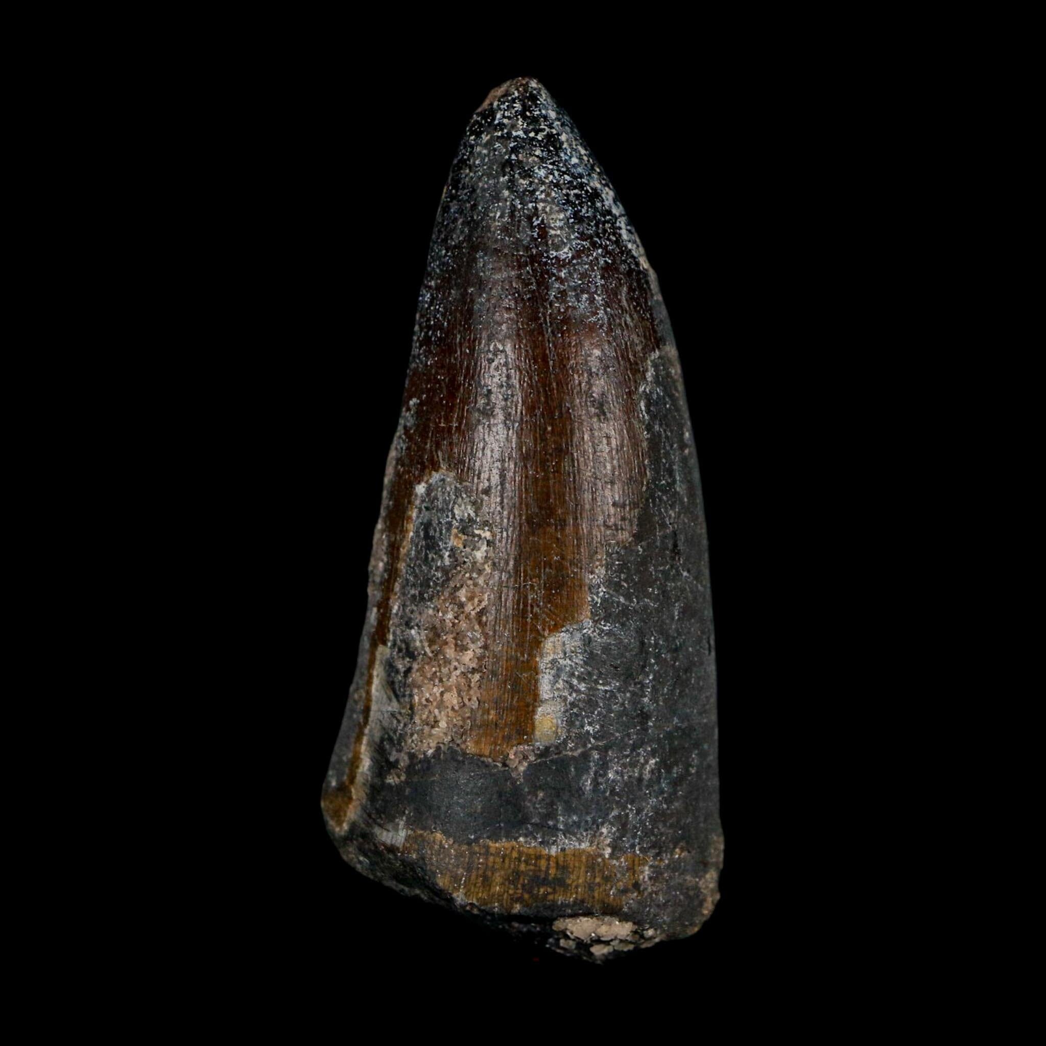 2.3" Sarcosuchus Imperator Crocodile Fossil Tooth Elrhaz FM Cretaceous Niger COA - Fossil Age Minerals