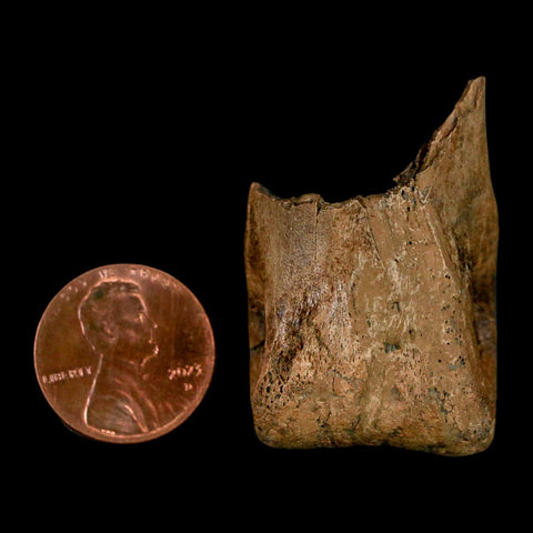 1.5" Tyrannosaur Fossil Toe Bone Cretaceous Dinosaur Judith River FM Montana COA - Fossil Age Minerals