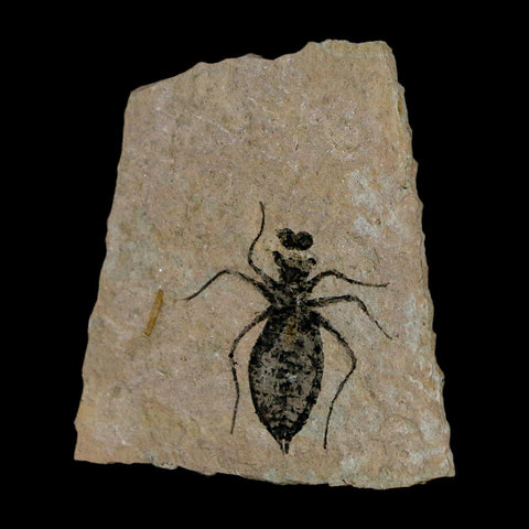 1" Dragonfly Larvae Fossil Libellula Doris Plate Upper Miocene Piedmont Italy Display - Fossil Age Minerals