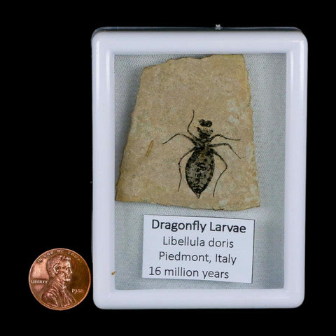 1" Dragonfly Larvae Fossil Libellula Doris Plate Upper Miocene Piedmont Italy Display - Fossil Age Minerals