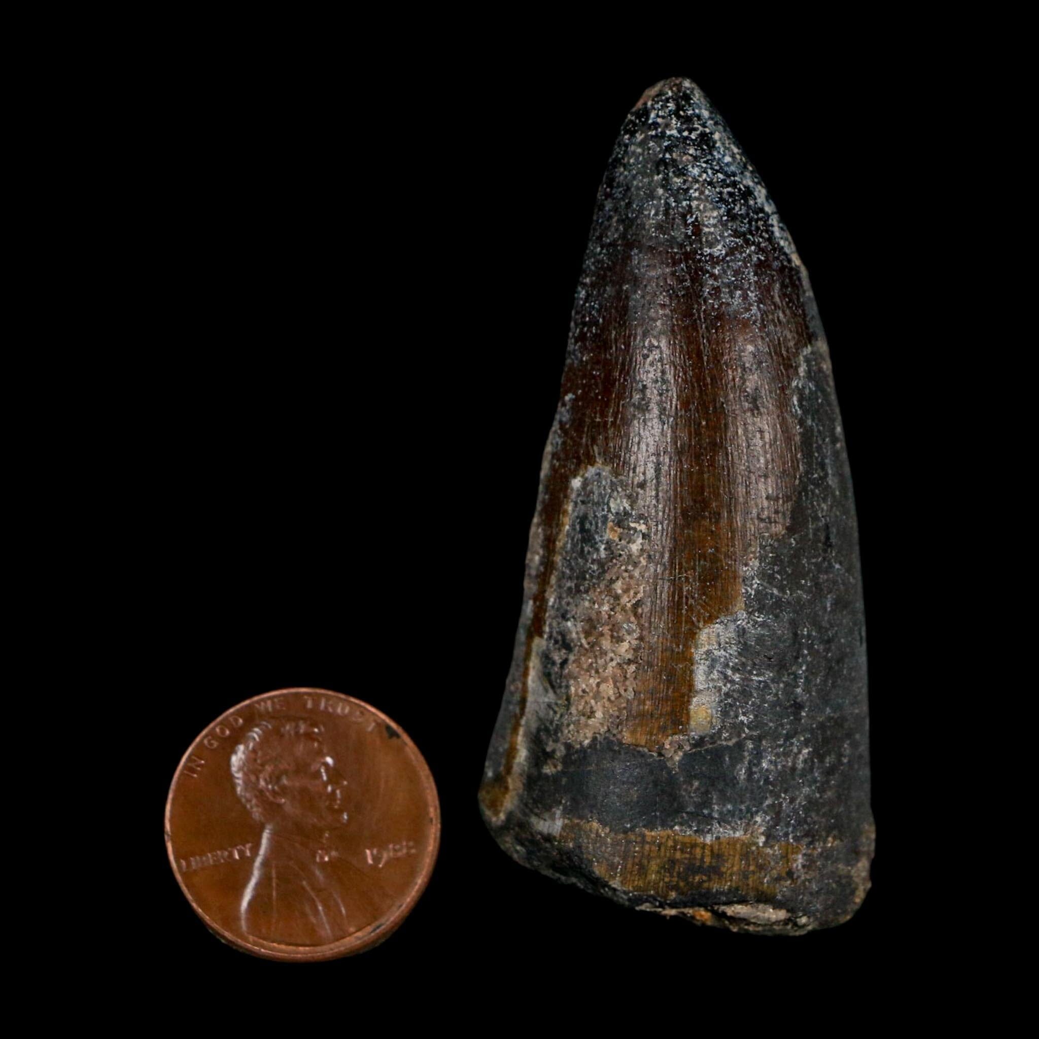 2.3" Sarcosuchus Imperator Crocodile Fossil Tooth Elrhaz FM Cretaceous Niger COA - Fossil Age Minerals