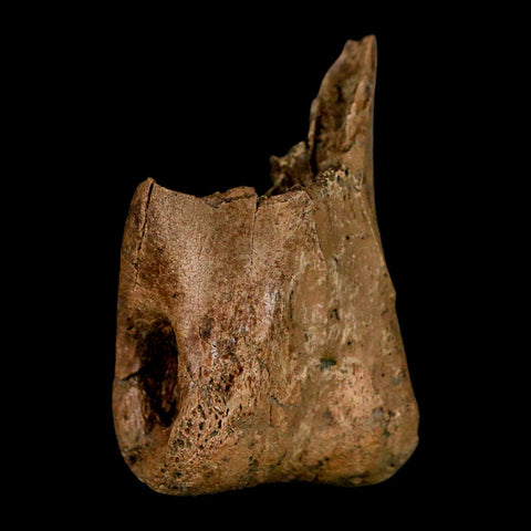 1.5" Tyrannosaur Fossil Toe Bone Cretaceous Dinosaur Judith River FM Montana COA - Fossil Age Minerals