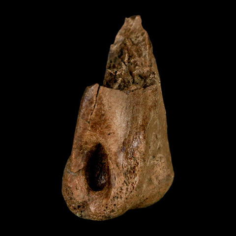 1.5" Tyrannosaur Fossil Toe Bone Cretaceous Dinosaur Judith River FM Montana COA - Fossil Age Minerals