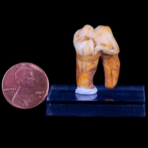 1" Extinct Cave Bear Ursus Spelaeus Pre-Molar Tooth Rooted Pleistocene Age COA - Fossil Age Minerals