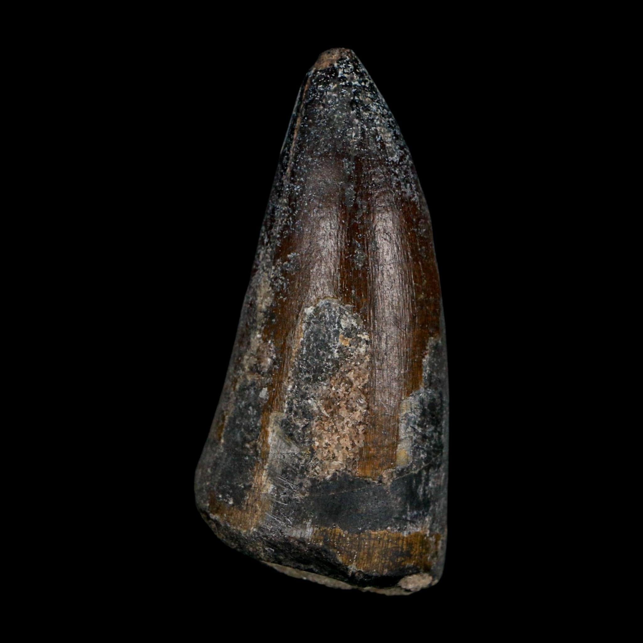 2.3" Sarcosuchus Imperator Crocodile Fossil Tooth Elrhaz FM Cretaceous Niger COA - Fossil Age Minerals