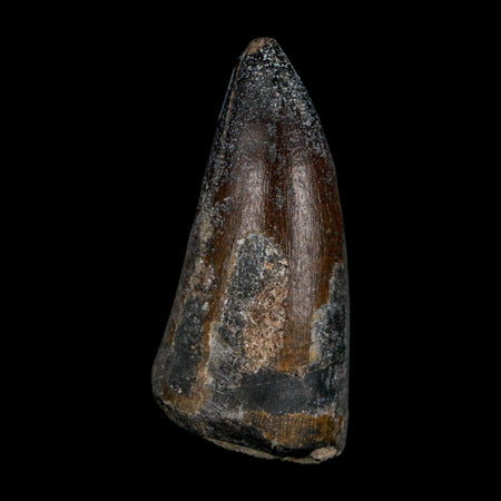 2.3" Sarcosuchus Imperator Crocodile Fossil Tooth Elrhaz FM Cretaceous Niger COA