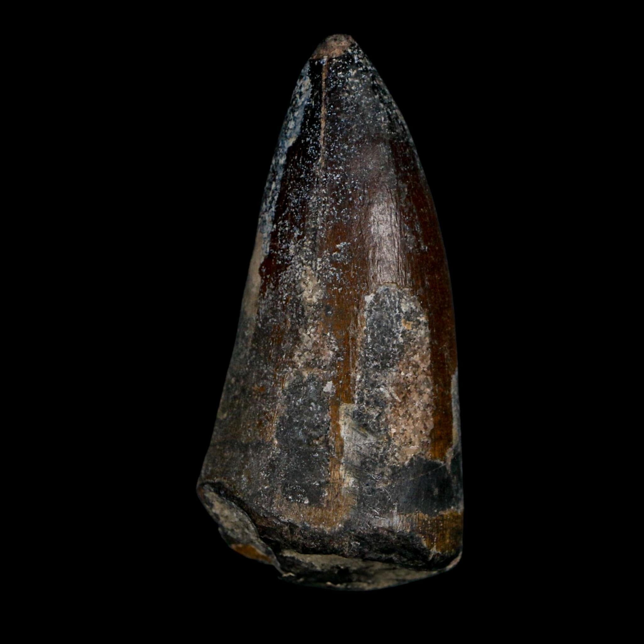 2.3" Sarcosuchus Imperator Crocodile Fossil Tooth Elrhaz FM Cretaceous Niger COA - Fossil Age Minerals