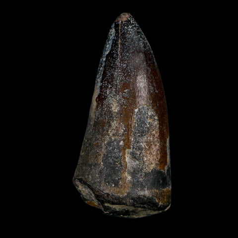 2.3" Sarcosuchus Imperator Crocodile Fossil Tooth Elrhaz FM Cretaceous Niger COA