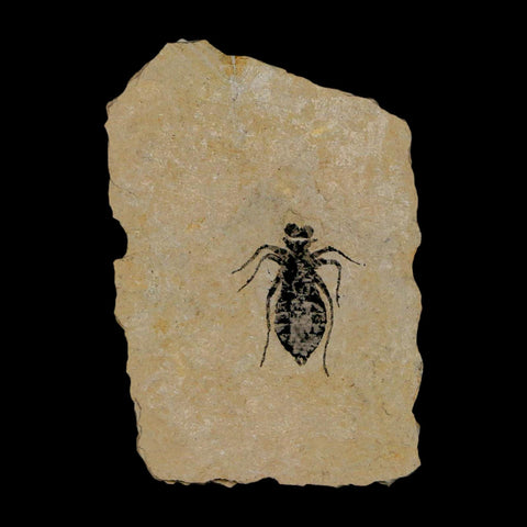 0.7" Dragonfly Larvae Fossil Libellula Doris Plate Upper Miocene Piedmont Italy Display - Fossil Age Minerals