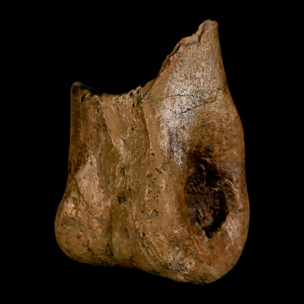 1.5