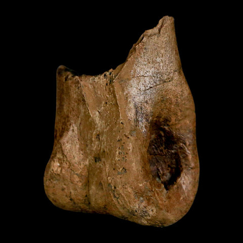1.5" Tyrannosaur Fossil Toe Bone Cretaceous Dinosaur Judith River FM Montana COA - Fossil Age Minerals