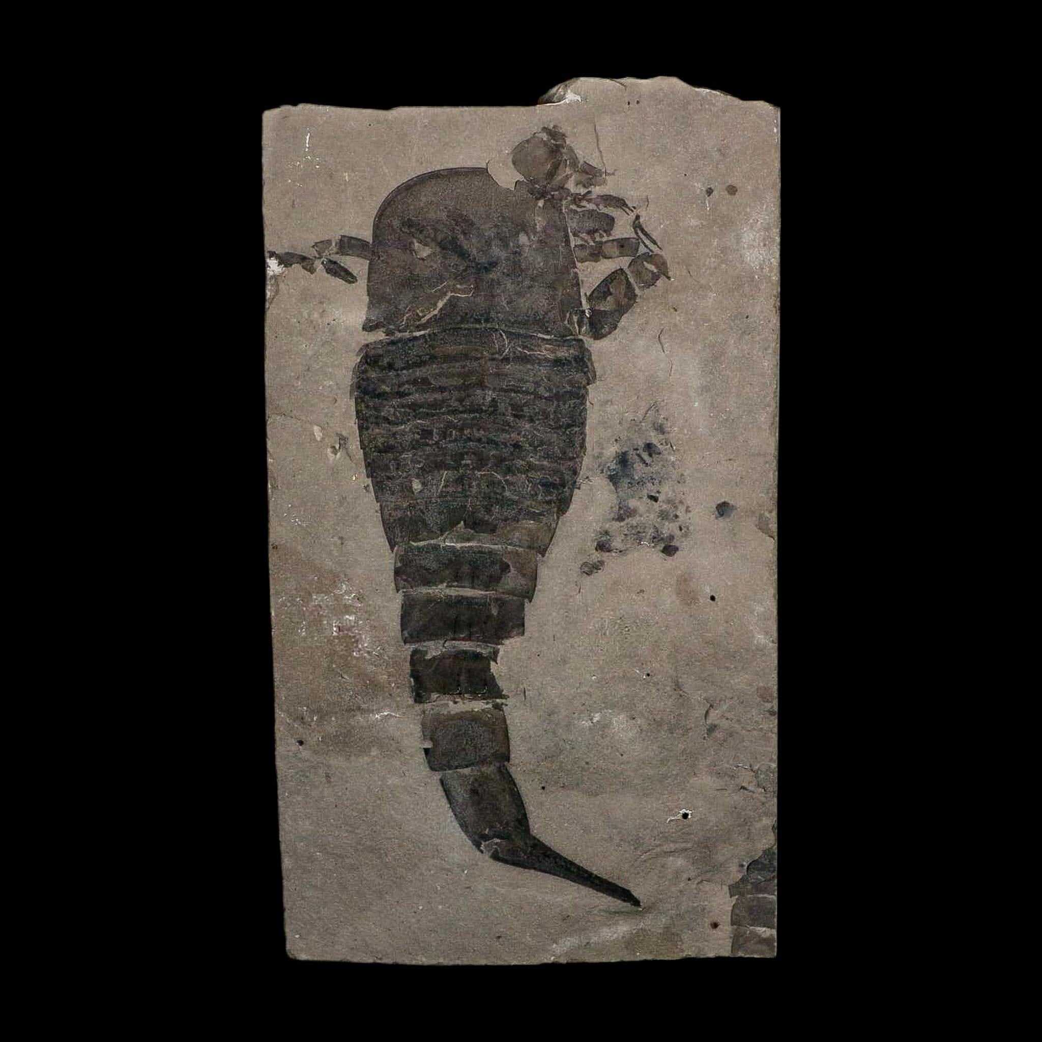 6.1" Eurypterus Sea Scorpion Fossil Eurypterid Silurian 420 Mil Yrs Old New York Stand - Fossil Age Minerals