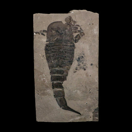 6.1" Eurypterus Sea Scorpion Fossil Eurypterid Silurian 420 Mil Yrs Old New York Stand