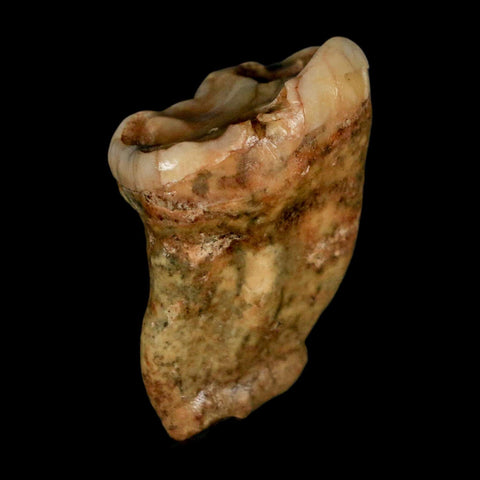 1.4" Extinct Cave Bear Ursus Spelaeus Pre-Molar Tooth Rooted Pleistocene Age COA