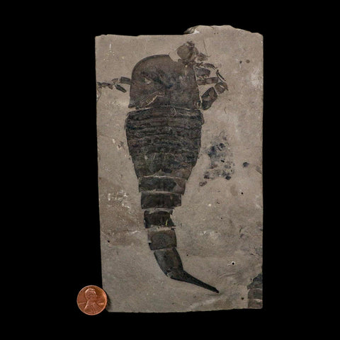 6.1" Eurypterus Sea Scorpion Fossil Eurypterid Silurian 420 Mil Yrs Old New York Stand - Fossil Age Minerals
