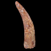 1.2" Pterosaur Coloborhynchus Fossil Tooth Upper Cretaceous Morocco COA & Display