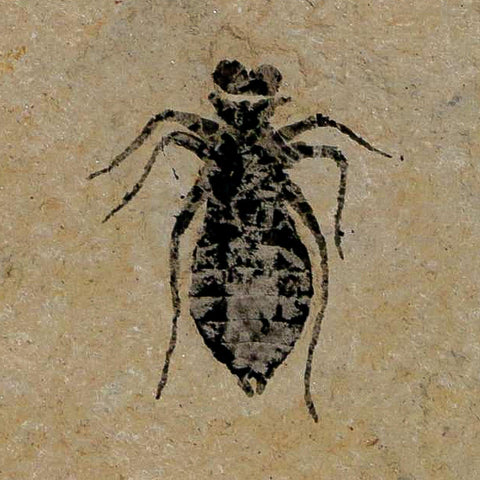 0.7" Dragonfly Larvae Fossil Libellula Doris Plate Upper Miocene Piedmont Italy Display - Fossil Age Minerals
